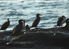 Great Cormorant (51)