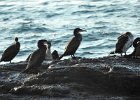 Great Cormorant (52)