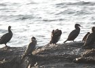 Great Cormorant (55)