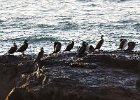 Great Cormorant (59)
