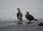 Great Cormorant (6)