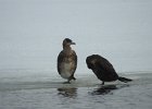 Great Cormorant (8)