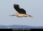 017 - 173 American Bittern