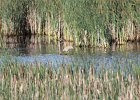 American Bittern (25)