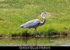 017 - 177 Great Blue Heron