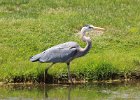 101Great Blue Heron (20)