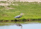 Great Blue Heron (11)