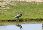 Great Blue Heron (13)