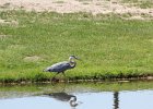 Great Blue Heron (14)