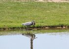 Great Blue Heron (15)
