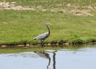 Great Blue Heron (16)
