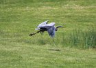 Great Blue Heron (17)