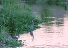 Great Blue Heron (19)