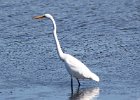 101Great Egret