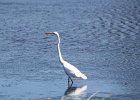 Great Egret (1)