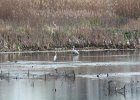 Great Egret (13)