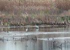 Great Egret (14)