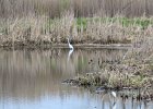 Great Egret (16)