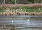 Great Egret (17)