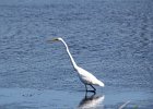 Great Egret (2)