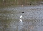 Great Egret (22)