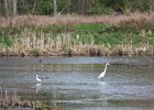 Great Egret (24)