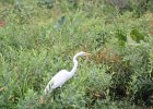 Great Egret (28)