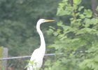 Great Egret (29)