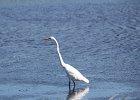 Great Egret (3)