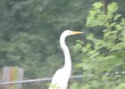 Great Egret (30)
