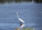Great Egret (4)