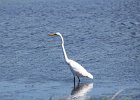 Great Egret (5)