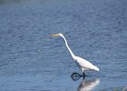 Great Egret (6)