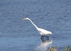 Great Egret (7)
