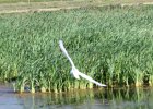 Great Egret (8)
