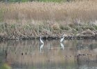 Great Egret (9)