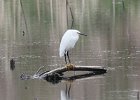 101Snowy Egret (28)