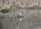 Snowy Egret (10)
