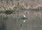 Snowy Egret (11)