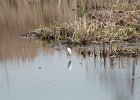 Snowy Egret (13)