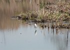 Snowy Egret (14)