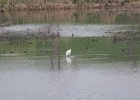 Snowy Egret (15)