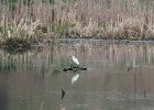 Snowy Egret (16)