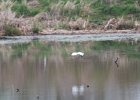 Snowy Egret (17)