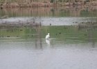 Snowy Egret (19)