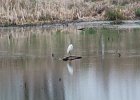 Snowy Egret (21)