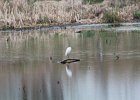 Snowy Egret (22)