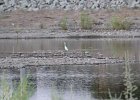 Snowy Egret (24)