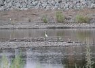 Snowy Egret (25)