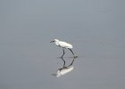 Snowy Egret (28)
